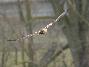 Busard des roseaux Femlles , le 26.03.2006