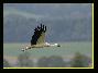 Cigogne blanche , le 02.09.2006
