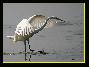 Grande Aigrette , le 09.09.2006