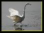 Grande Aigrette , le 09.09.2006