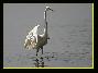 Grande Aigrette , le 09.09.2006