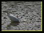 Grande Aigrette , le 09.09.2006