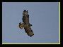 Buse variable Jeune , le 09.09.2006