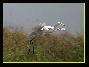 Grande aigrette , le 20.09.2006