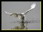 Grande aigrette , le 23.09.2006