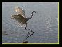 Grande aigrette , le 07.10.2006