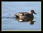 Canard chipeau mâle , le 13.01.2007