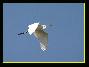 Grande aigrette , le 09.04.2007
