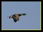 Canard colvert mâle , le 09.04.2007